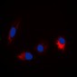 Anti-TAU (pS673) Antibody